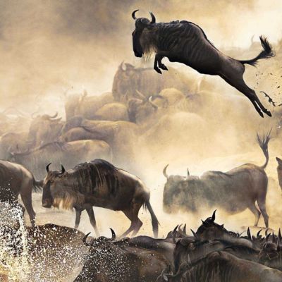 Migration Safari